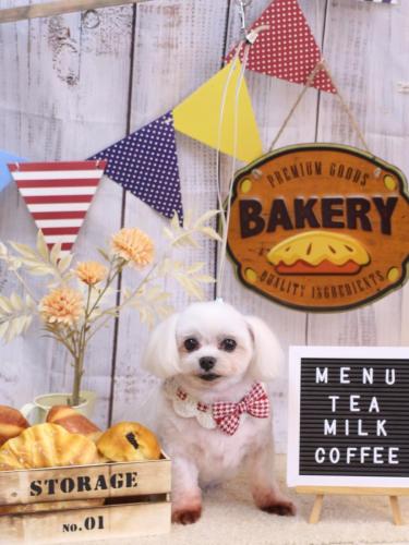 20240925サクラちゃん